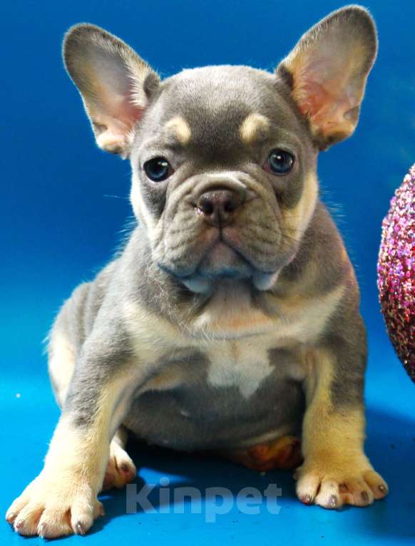 Собаки в Москве: Французский бульдог, щенок лиловая Девочка, 120 000 руб. - фото 1