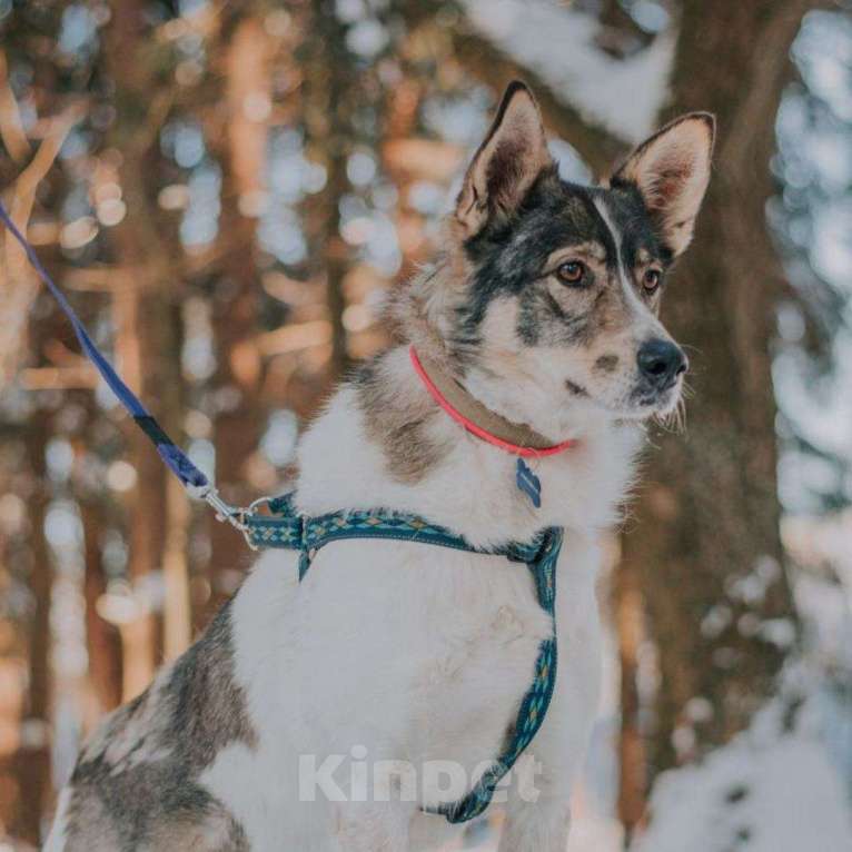Собаки в Москве: Альф Мальчик, Бесплатно - фото 3