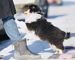 Собаки в Челябинске: Щенок колли девочка Девочка, Бесплатно - фото 4