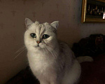 Кошки в Иркутске: Любимый кот Мальчик, 10 000 руб. - фото 1