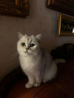 Объявление: Любимый кот, 10 000 руб., Иркутск