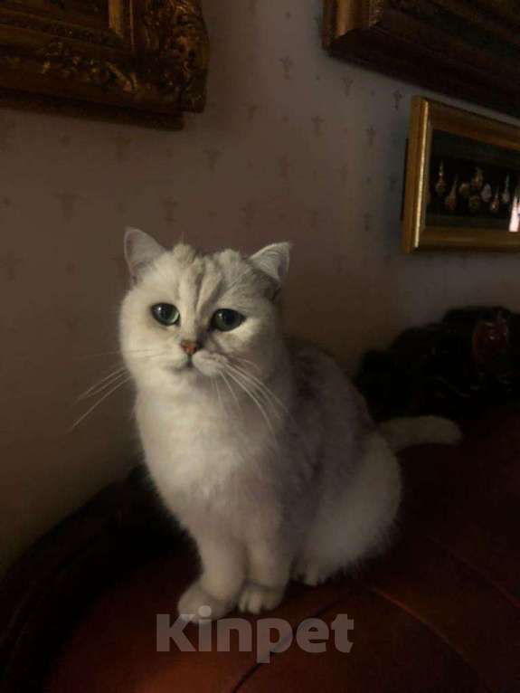 Кошки в Иркутске: Любимый кот Мальчик, 10 000 руб. - фото 1