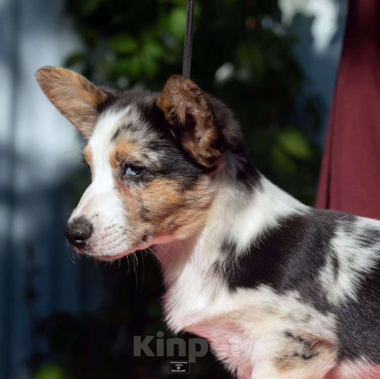 Собаки в Москве: Вельш корги кардиган  Мальчик, 120 000 руб. - фото 2