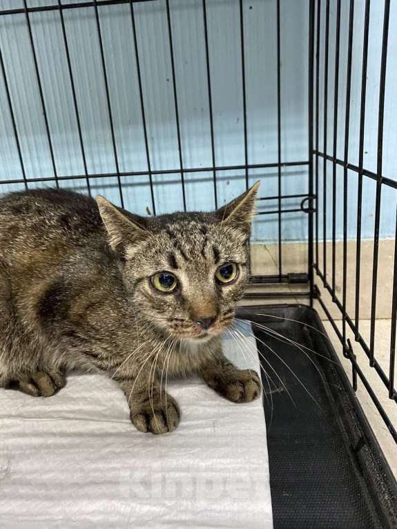 Кошки в Москве: Нежная девочка Хася - в добрые руки Девочка, Бесплатно - фото 2