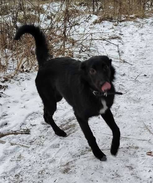 Собаки в Москве: Изящная красотка Джесси ищет дом Девочка, Бесплатно - фото 3