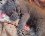 Кошки в Шатуре: Котенок в добрые руки Мальчик, Бесплатно - фото 2