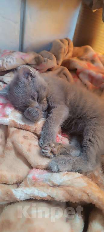 Кошки в Шатуре: Котенок в добрые руки Мальчик, Бесплатно - фото 2