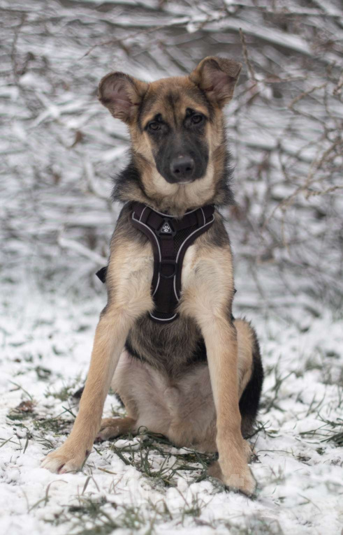 Собаки в Москве: Несквик Мальчик, Бесплатно - фото 1