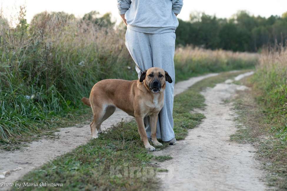 Собаки в Москве: Метис боксера в добрые руки  Девочка, Бесплатно - фото 4