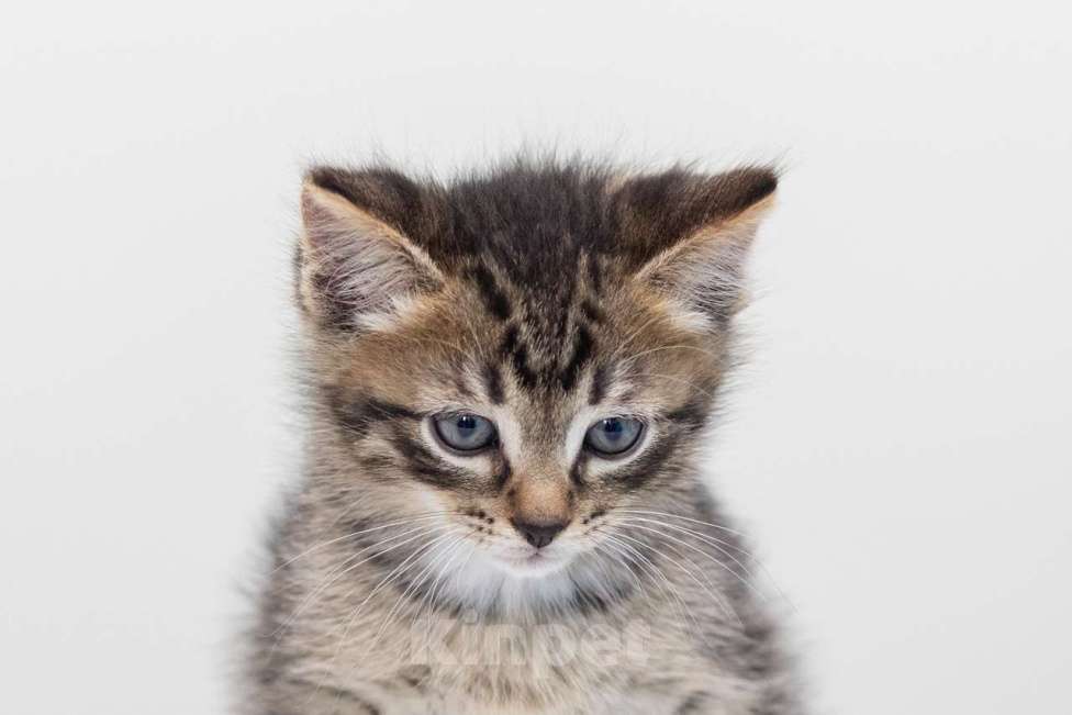 Кошки в Москве: Микки Мальчик, Бесплатно - фото 2