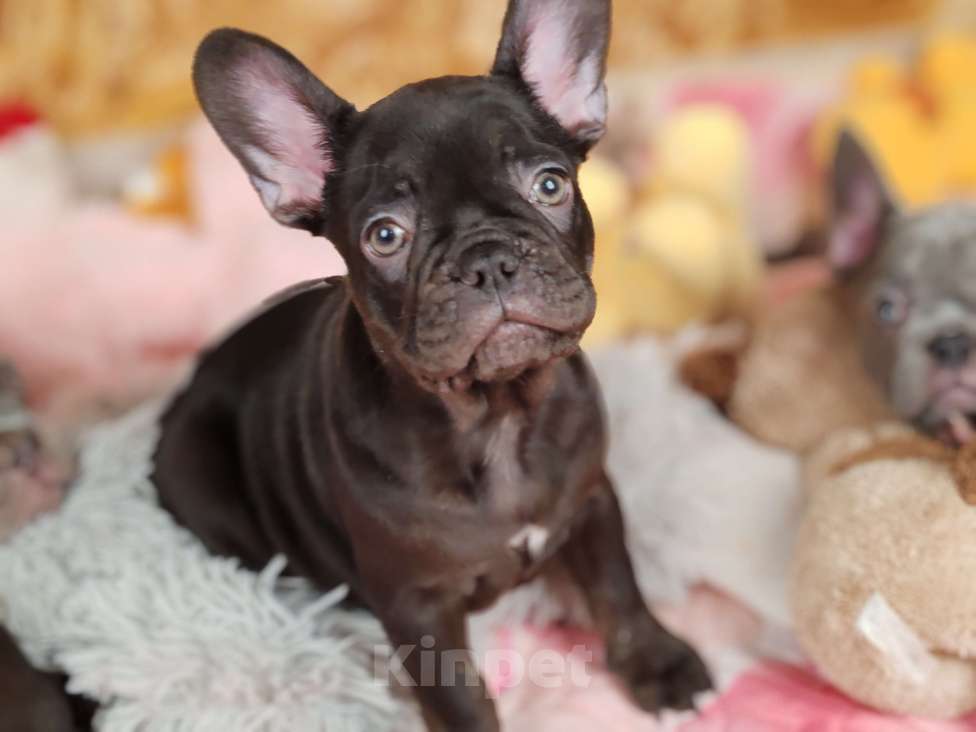 Собаки в Санкт-Петербурге: Шикарный шоколадный мальчик  Мальчик, 65 000 руб. - фото 1