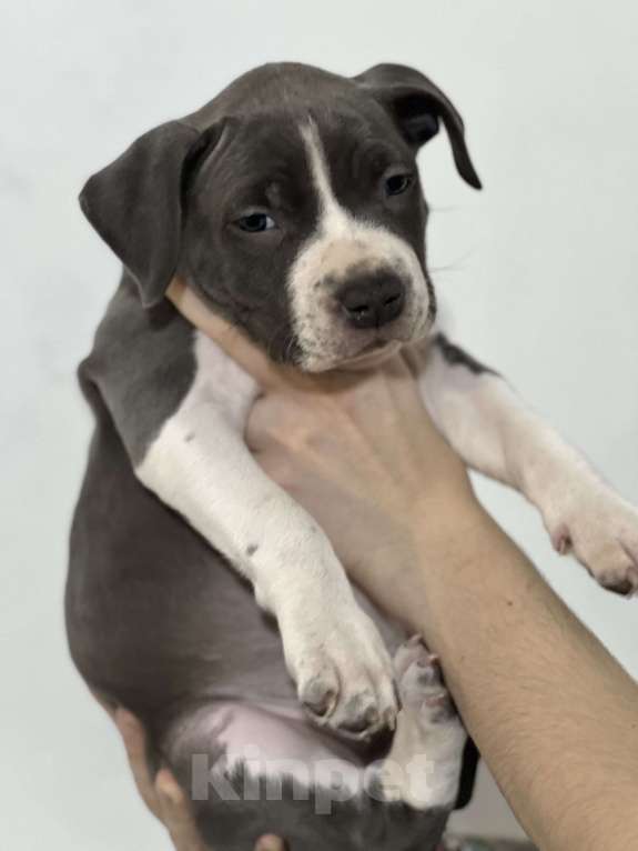 Собаки в Москве: Девочка 2 Девочка, 50 000 руб. - фото 1