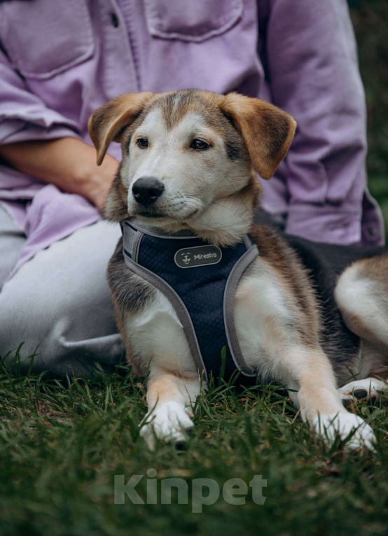 Собаки в Москве: Щенок в добрые руки бесплатно Москва Мальчик, Бесплатно - фото 2