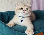 Кошки в Москве: Британский котенок Мальчик, 39 000 руб. - фото 3