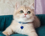 Кошки в Москве: Британский котенок Мальчик, 39 000 руб. - фото 3