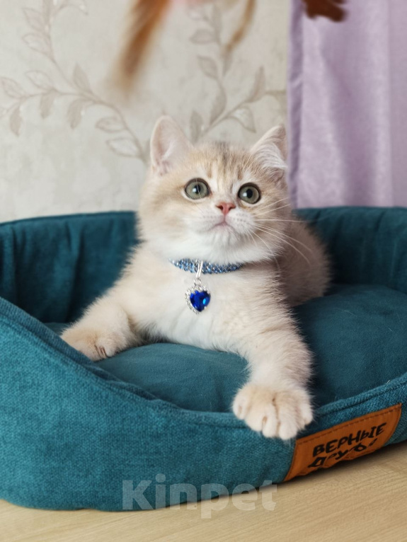 Кошки в Москве: Британский котенок Мальчик, 39 000 руб. - фото 3
