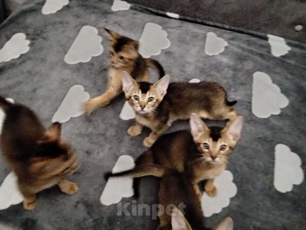 Кошки в Москве: Абиссинские котята ( свободны 4 мальчика) Мальчик, 20 000 руб. - фото 1