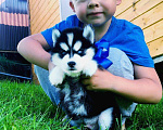 Собаки в Истре: Хаски завораживающе красивые малыши, 20 000 руб. - фото 1