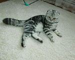 Кошки в Мур: Котята, 2 000 руб. - фото 4