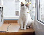 Кошки в Малмыже: Кот Беляш ждём семью, 10 руб. - фото 5