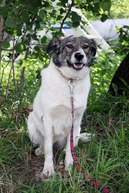 Собаки в Москве: Тутси Девочка, Бесплатно - фото 4
