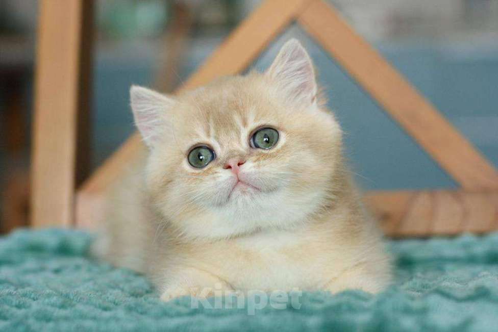 Кошки в Москве: Британский мальчик Ксеон Мальчик, 120 000 руб. - фото 6