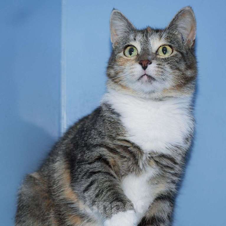 Кошки в Москве: Кошечку по имени Маленькая кто-то оставил на дачах  Девочка, Бесплатно - фото 3