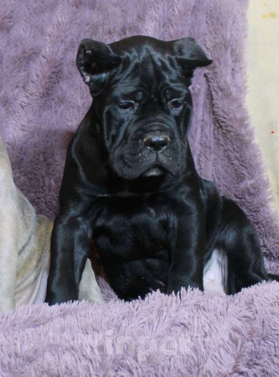 Собаки в Москве: Девочки и мальчик кане корсо Мальчик, 70 000 руб. - фото 6