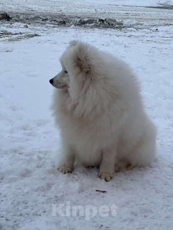 Собаки в Москве: Энри Петто Из Воронцовского Дворца  Мальчик, 50 000 руб. - фото 5