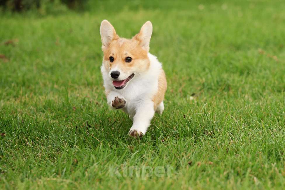 Собаки в Москве: Вельш корги пемброк для души Мальчик, 50 000 руб. - фото 2