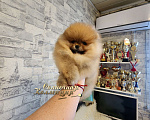 Собаки в Москве: Мини мальчик померанского шпица из племенного питомника РКФ Мальчик, Бесплатно - фото 2