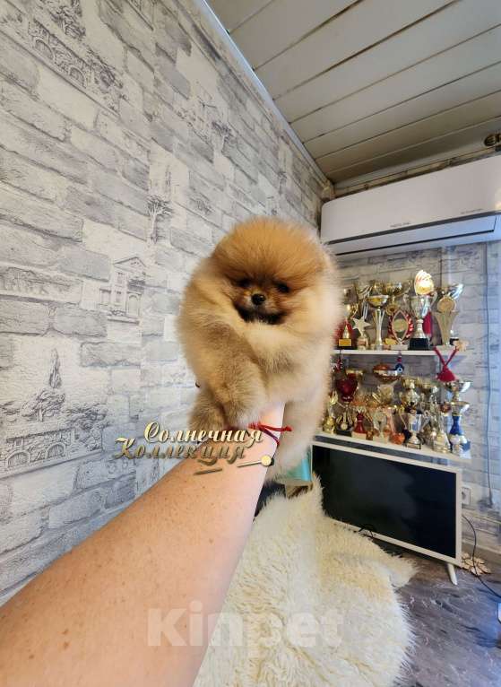 Собаки в Москве: Мини мальчик померанского шпица из племенного питомника РКФ Мальчик, Бесплатно - фото 2