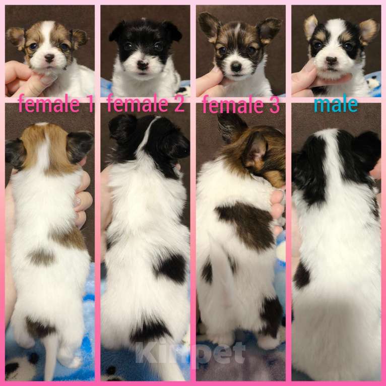 Собаки в Липецке: Папийон девочка соболь  Девочка, 55 000 руб. - фото 3