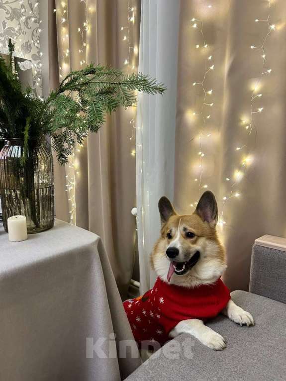 Собаки в Санкт-Петербурге: Продам Корги Пемброк Мальчик, Бесплатно - фото 9