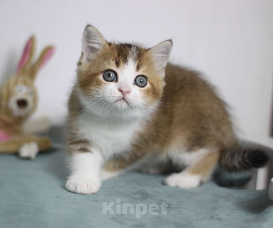 Кошки в Москве: Гарри Мальчик, 25 000 руб. - фото 2