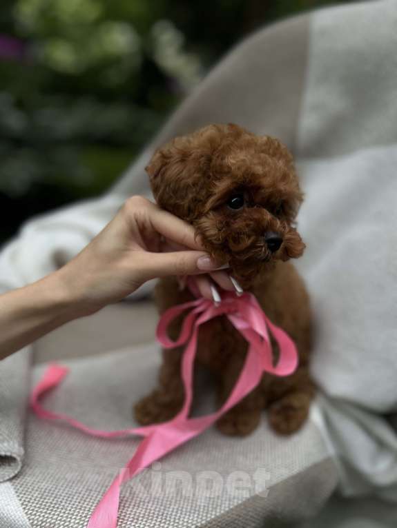 Собаки в Москве: Щенки мальтипу Девочка, 240 000 руб. - фото 2