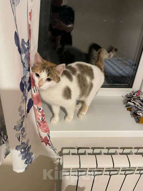 Кошки в Казани: Кошечка Девочка, Бесплатно - фото 1