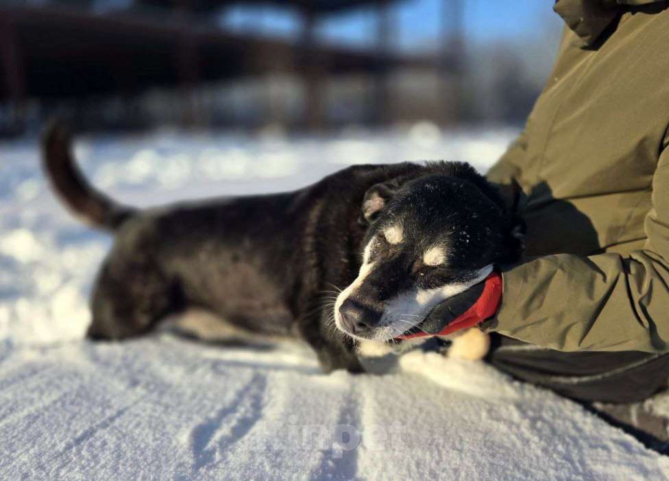 Собаки в Королеве: В поисках дома прекрасная Амели. Девочка, Бесплатно - фото 6