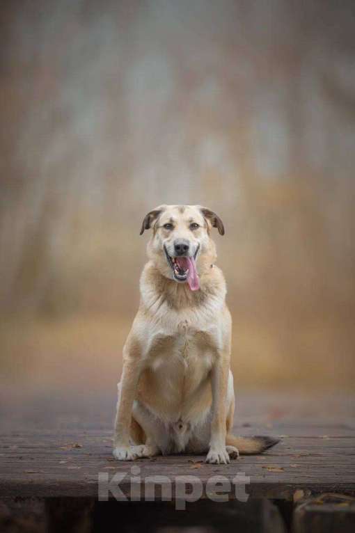 Собаки в Москве: Аргос ищет дом  Мальчик, Бесплатно - фото 4