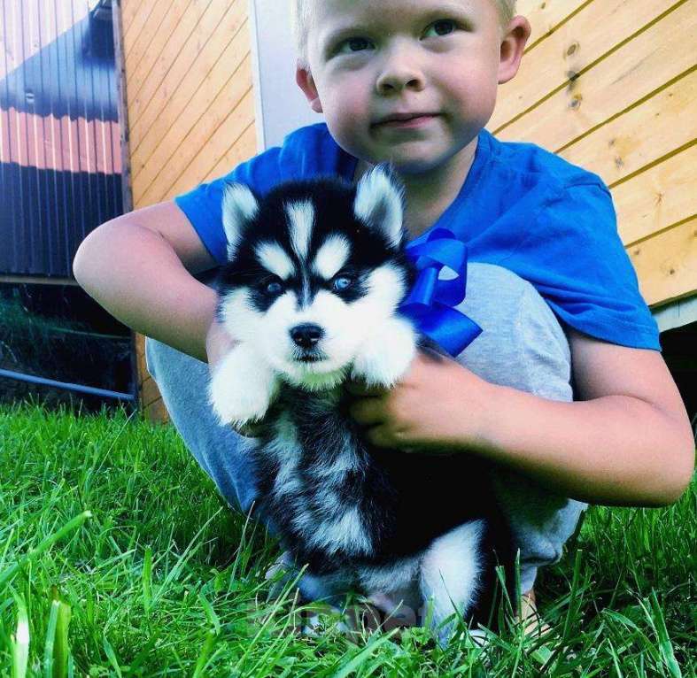 Собаки в Истре: Хаски завораживающе красивые малыши, 20 000 руб. - фото 1