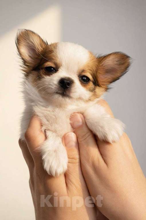 Собаки в других городах Московской области: Перспективный щенок чихуахуа Мальчик, 90 000 руб. - фото 1