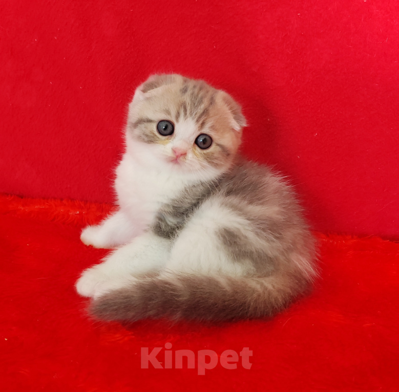 Кошки в Москве: Котик голубой мрамор на золоте Мальчик, 30 000 руб. - фото 1