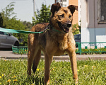 Собаки в Москве: Добрик Мальчик, Бесплатно - фото 3
