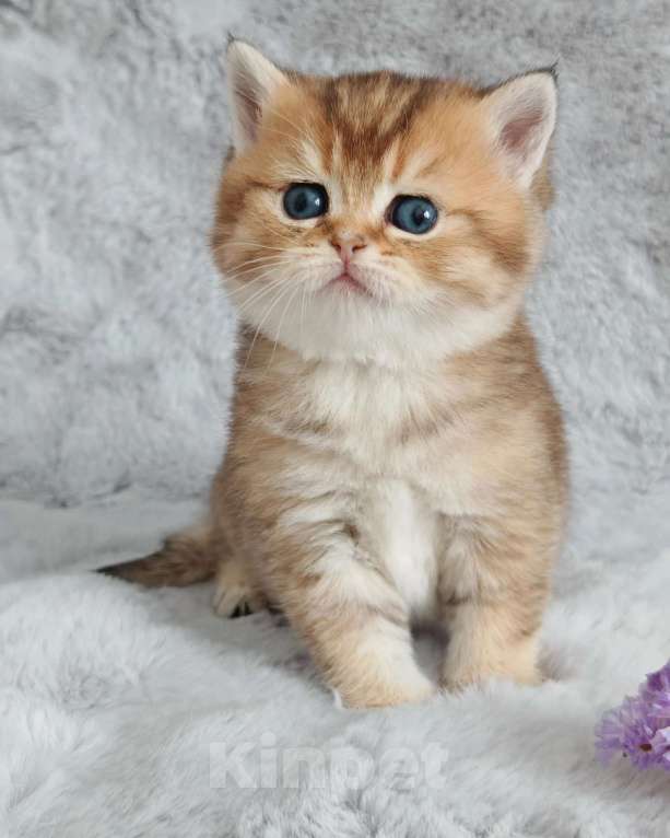 Кошки в Москве: Свободна для резерва шотландская кошечка Девочка, 70 000 руб. - фото 1