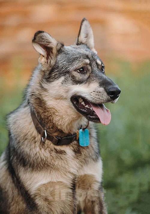 Собаки в Нижнем Новгороде: Очень нужны добрые дома подросткам-собакам, отличным охранникам Девочка, 10 руб. - фото 5