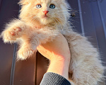 Кошки в Санкт-Петербурге: Кремовая кошечка котенок Девочка, 45 000 руб. - фото 2