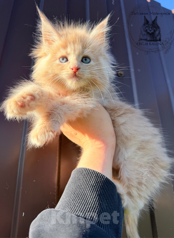 Кошки в Санкт-Петербурге: Кремовая кошечка котенок Девочка, 45 000 руб. - фото 2
