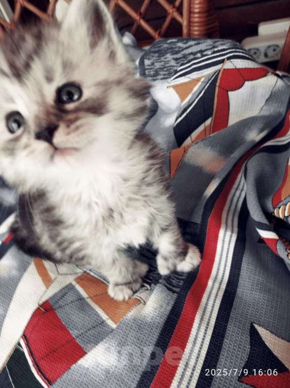 Кошки в других городах Ленинградской области: Котята в руковичках, котики и кошечки, разноцветные мурчалки Девочка, 45 000 руб. - фото 7