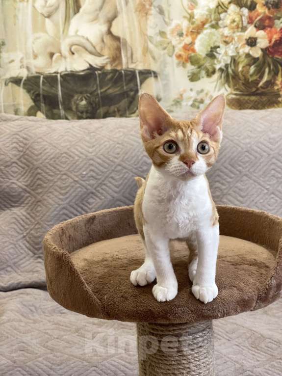 Кошки в Москве: Котенок девон-рекс Девочка, 55 000 руб. - фото 5