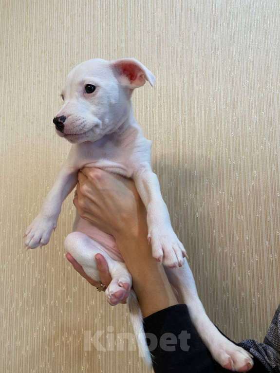 Собаки в Перми: Продам щенков Девочка, 9 000 руб. - фото 1